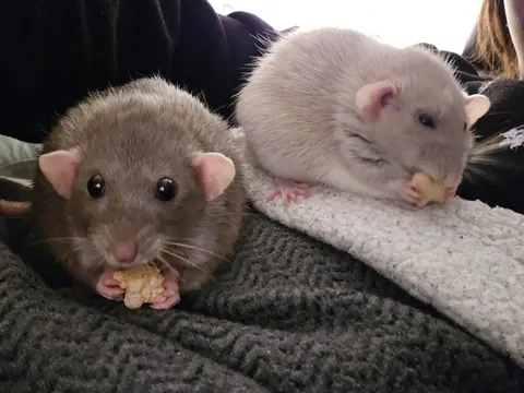 Day 2 Jimily and Doby "Advent calendar"