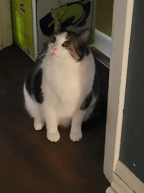 Is my boyfriend's cat overweight?