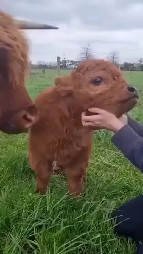 Petting a hairy Highland Calf at the Right Spot
