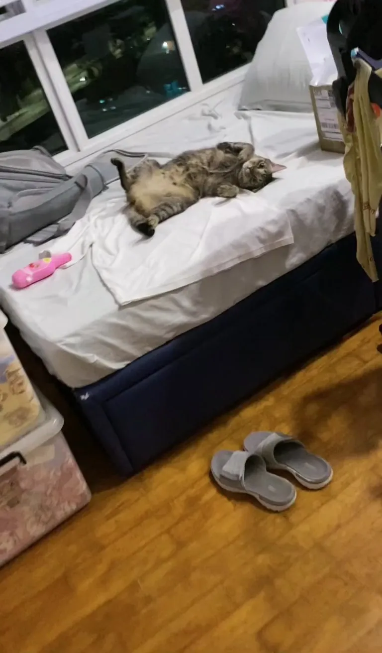 After a long, gruelling month of e-collar struggles, Fuzzy is finally free to indulge in her favourite activity: Showing off her belly!