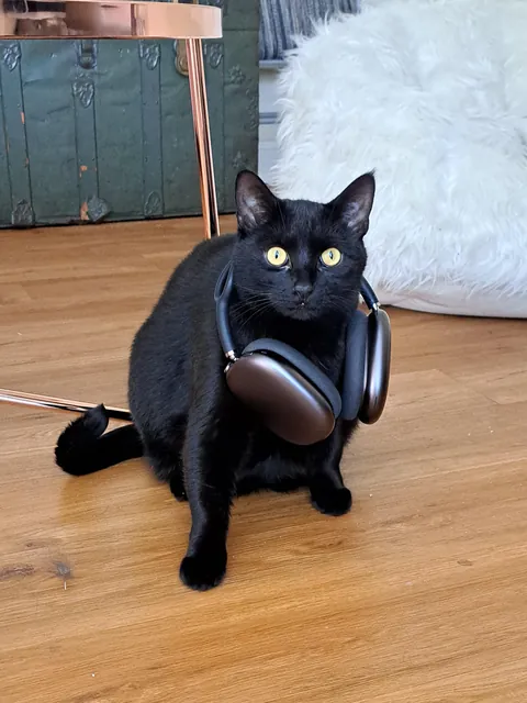 Five years ago today I happened to be on the "free" section of Craigslist and came across a cat that was attacking toddlers. I knew right then and there that she had to be mine. Happy "Gotcha Day, " Pretty 🐈‍⬛❤️