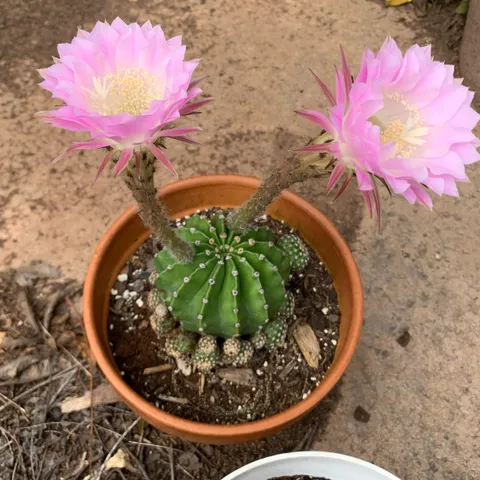 My cactus is blooming! I didn’t even know they did this 👀