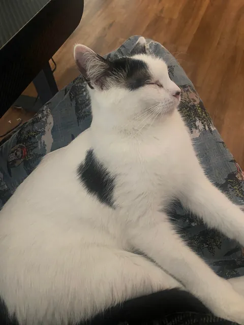 How lucky am I that my cat cuddles with me for hours?