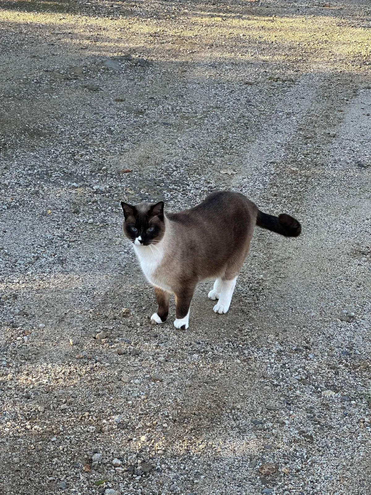 My buddy is gone 2019-2025