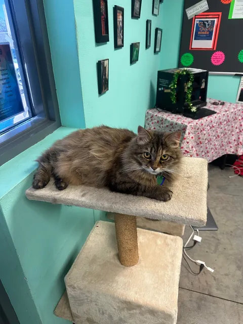 mural i did at an animal shelter in my hometown