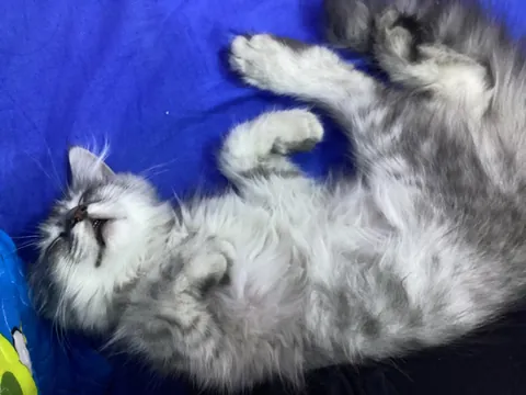 My brother’s cat sleeps with his mouth open