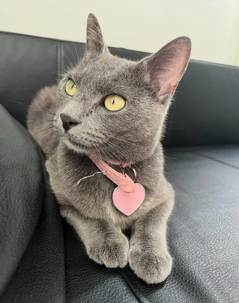 Meet Grace, Don’t get fooled by her cuteness she’s pure evil