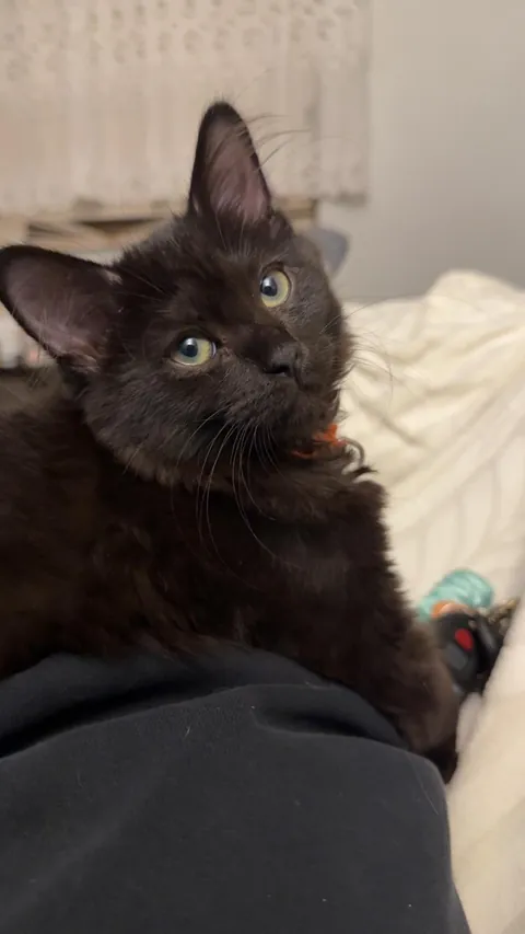 Help me name my new baby! I want something spooky, but something more unique than Luna or Salem! She’s a girl!