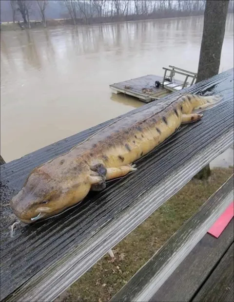Largest Mudpuppy (salamander) caught in Ohio, possibly over 100 years old