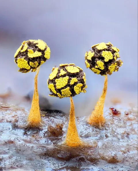 New Zealand photographer takes stunning photos of tiny mushrooms