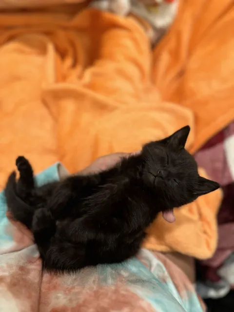 gizmo a couple days after we adopted him🥹