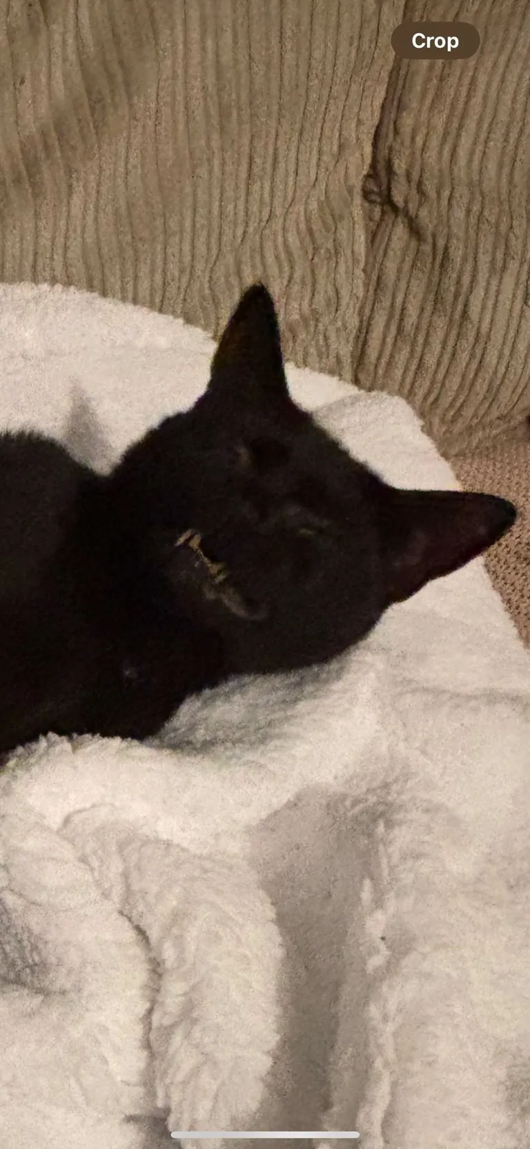 Had to say goodbye to Luna today. Thought I would share some photos from her 6 years on the earth