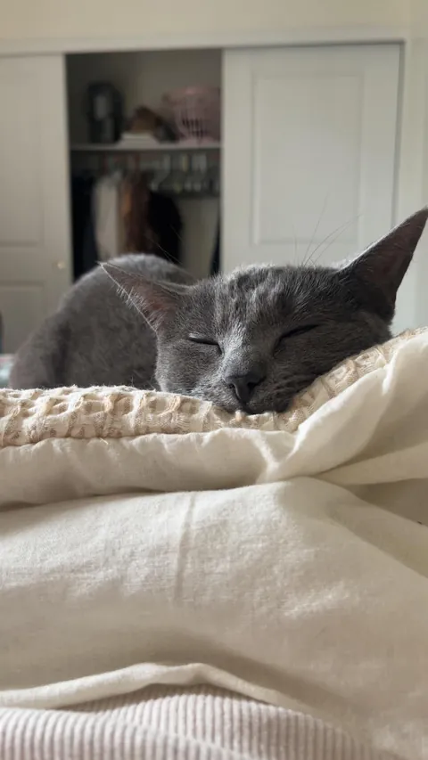 My cats are driving me to the edge and I don’t know what to do