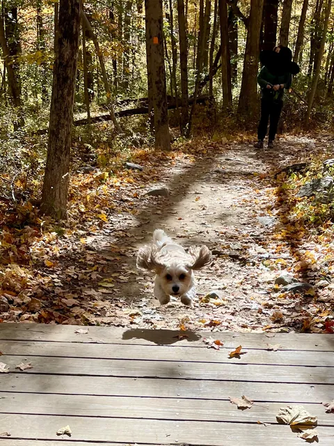 My flying puppy!  8 years old and we just learned she loves walks in the woods