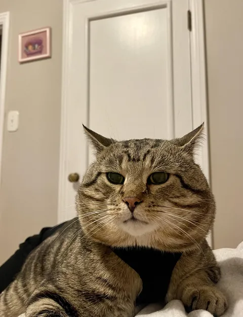 😼Think your cat’s photogenic too?Prove it – show me the pics📸