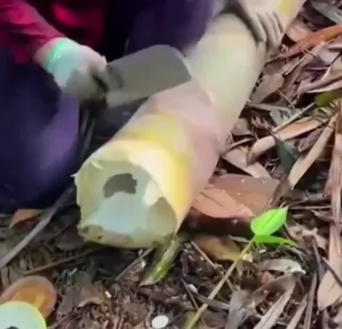 The way this person harvests bamboo