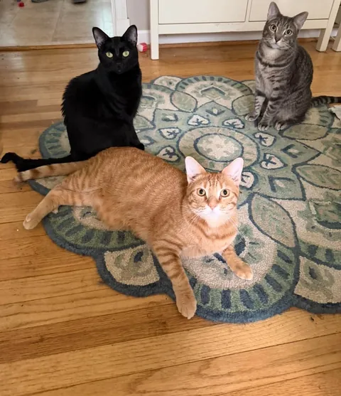 Some new album cover pics for Jonesy, Reilly and Bonnie McPurray’s band: The Thunderpaws