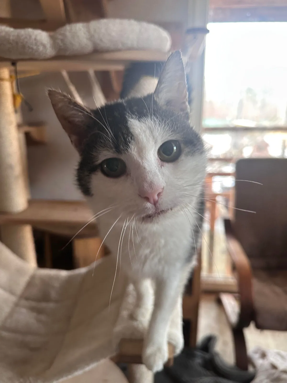 My Sundays are for volunteering at a cat hospice. I think I look forward to it even more than them