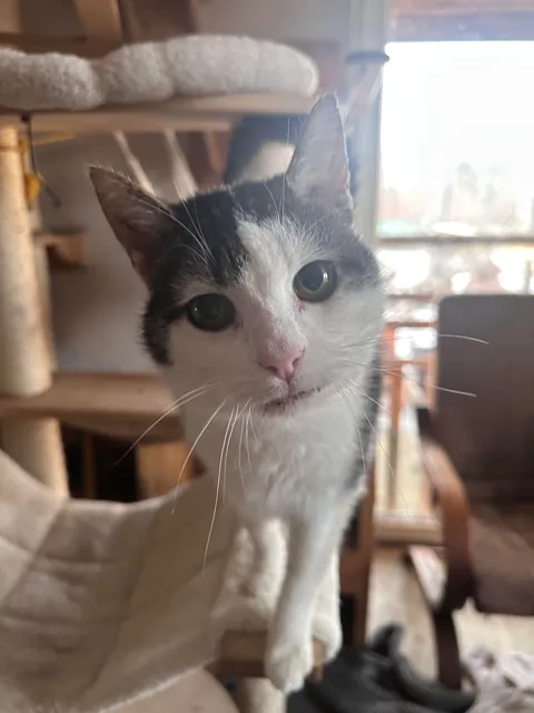 My Sundays are for volunteering at a cat hospice. I think I look forward to it even more than them