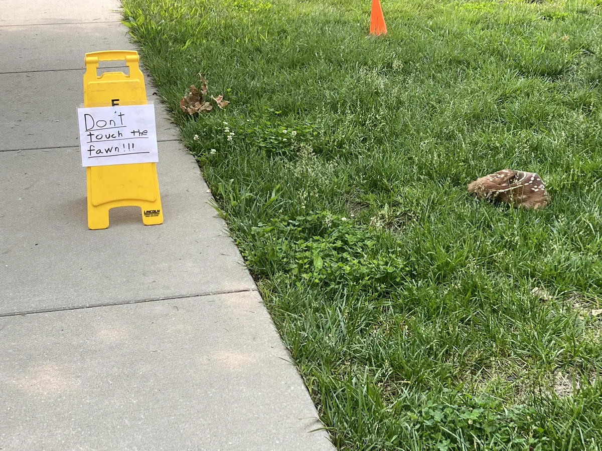 Don't Touch the fawn!!! (Outside the gym this morning)