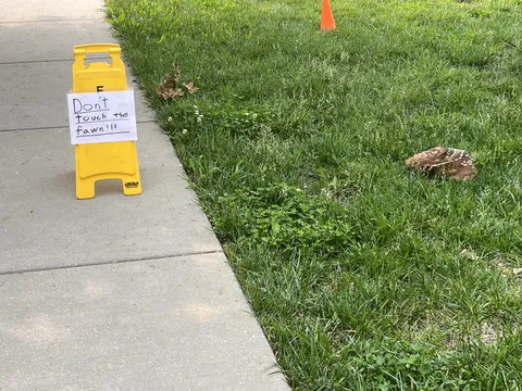 Don't Touch the fawn!!! (Outside the gym this morning)