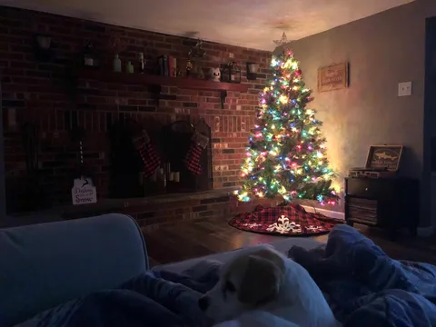 No filter. My first holiday season in my first home ever. Might not be special, but this is my cozy place.