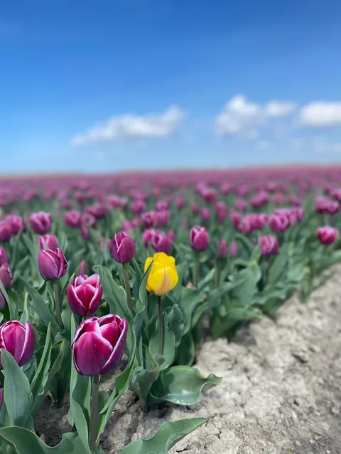 ITAP of a yellow tulip in a pink tulip field