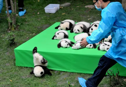 PsBattle: This Panda cub falling off a green stage