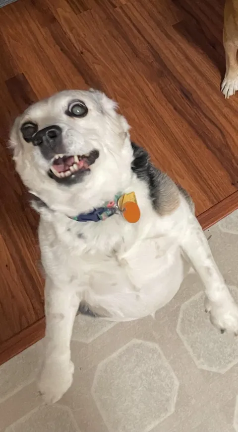 What a magnificent beast 