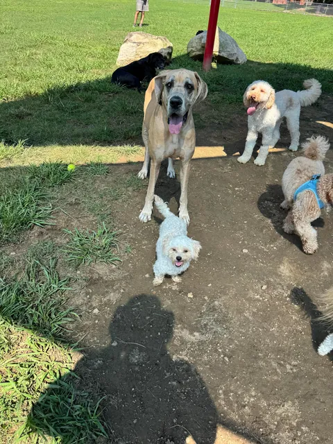 Lilly from how she was found to today. (Guest appearance by His Highness Sir Linus)