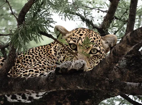ITAP of a leopard that spotted me