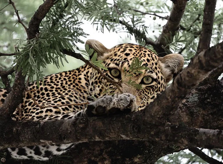 ITAP of a leopard that spotted me