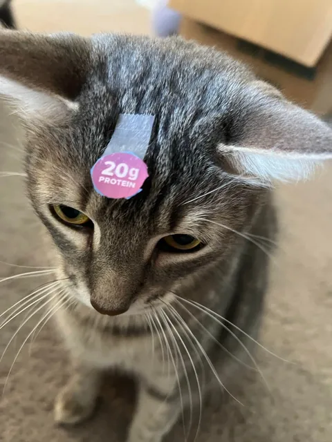 He bit my roommate so I’m posting his ugliest pics