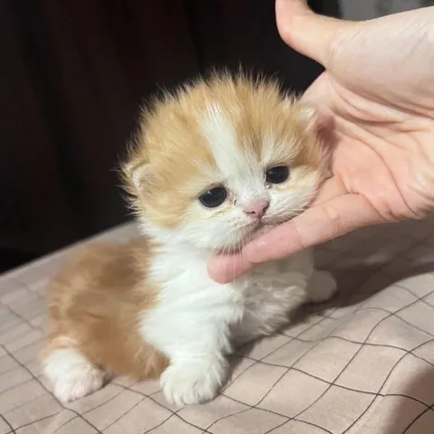 how would you name him?