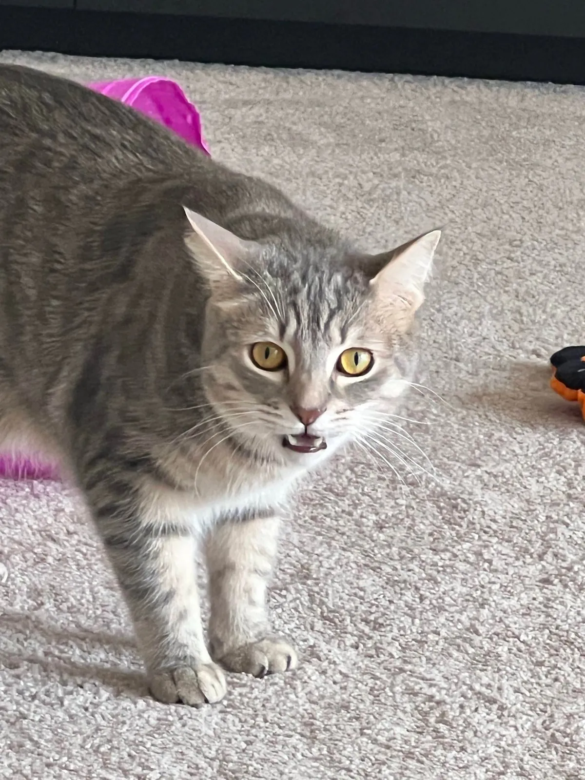 He bit my roommate so I’m posting his ugliest pics