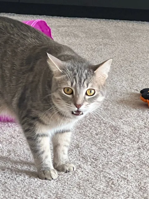 He bit my roommate so I’m posting his ugliest pics