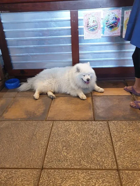 Found a pub named after its pet and he always is at the bar entertaining its patron