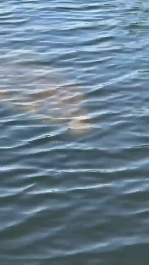 🔥 Saltwater crocodile slowly surfaces right next to boat