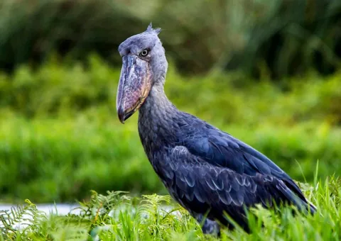 The Shoebill, known as the living dinosaur, is an African bird that stands 1.5m tall. With its massive beak, it hunts fish and baby crocodiles.