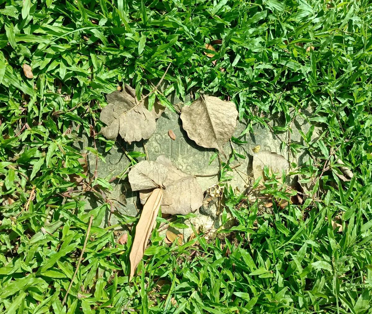 Forgotten graves in our cemetery