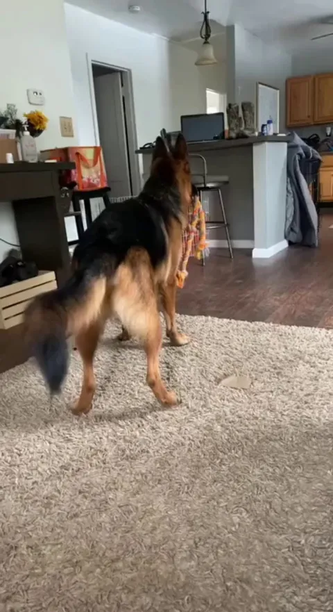 It's high noon in Dogville...