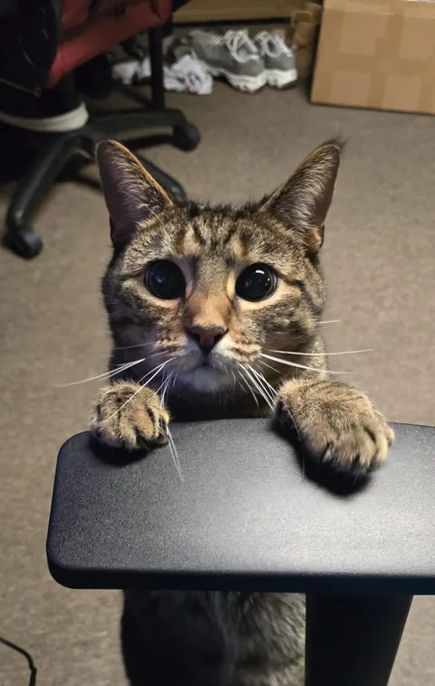 These EYES make it so hard to get work done