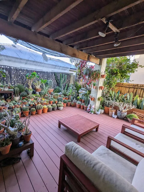 My patio garden this morning in Brisbane