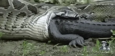 Python swallows an alligator whole, "slurping" its long tail like spaghetti