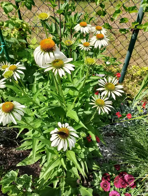 Summer flowers