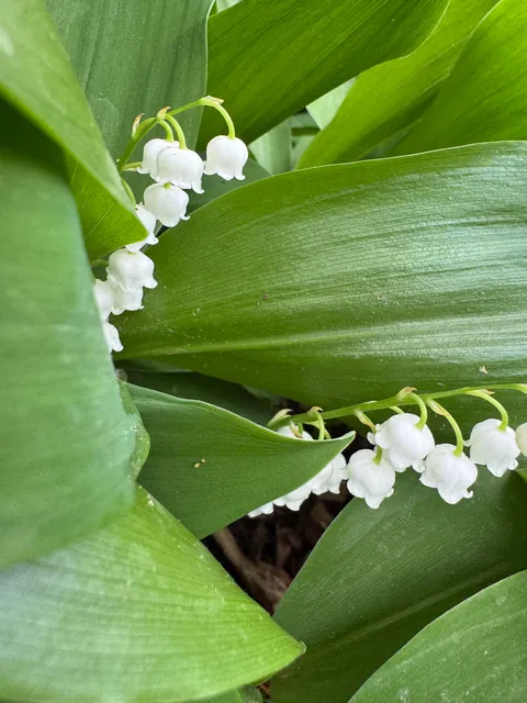 It's -10 C outside and I'm dreaming of Spring - Lily of the Valley has always been my favourite vernal bloom