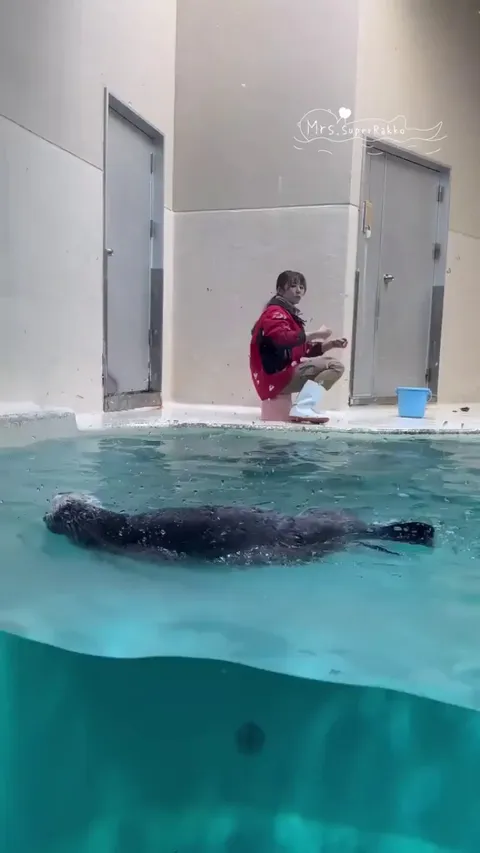 Otter uses momentum to reach its meal that got stuck high up on the wall