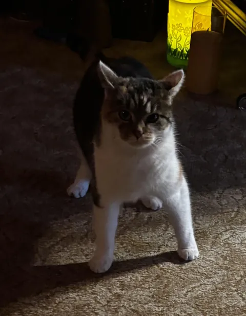 grandma dropped pan, cat looks confused😂