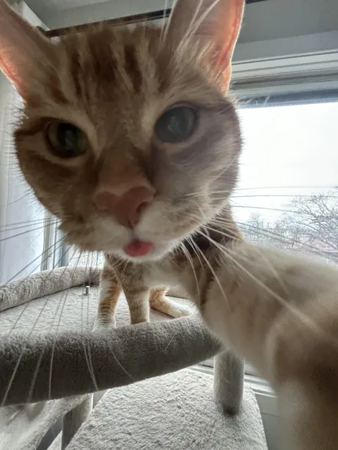 Are selfies allowed?