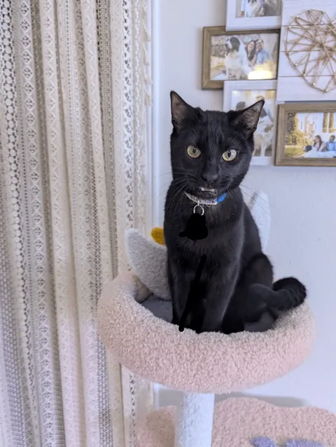 One year ago, I adopted my very first cat!